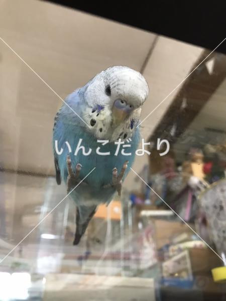 コメントの画像