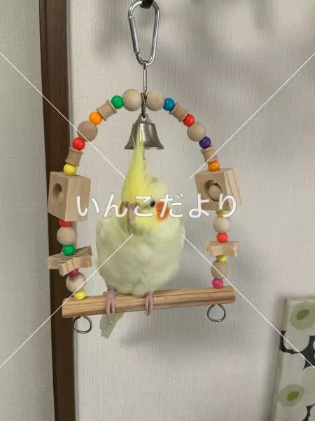 コメントの画像