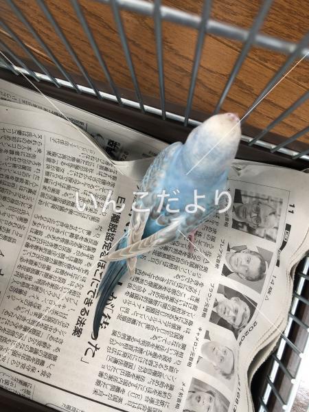 コメントの画像