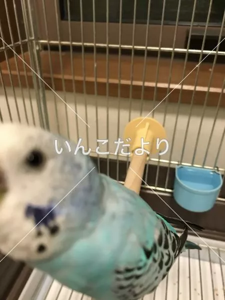 コメントの画像