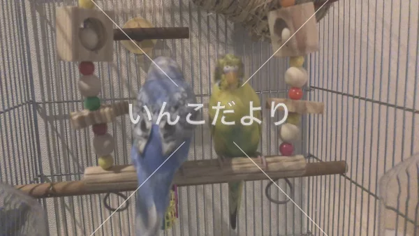 コメントの画像