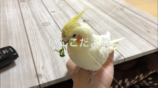 コメントの画像