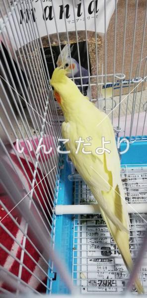 コメントの画像