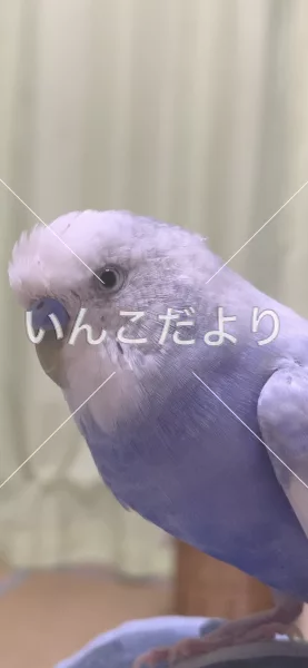 コメントの画像