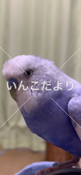 コメントの画像