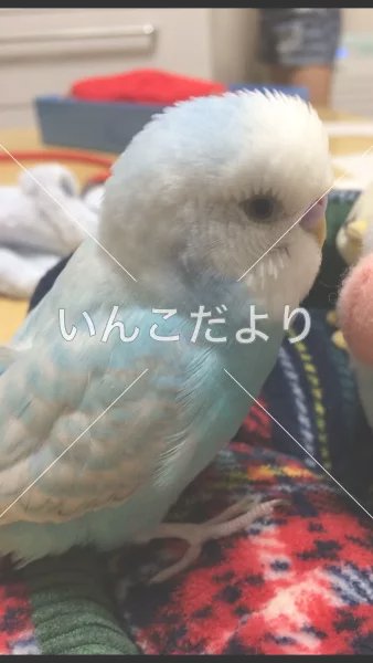 コメントの画像