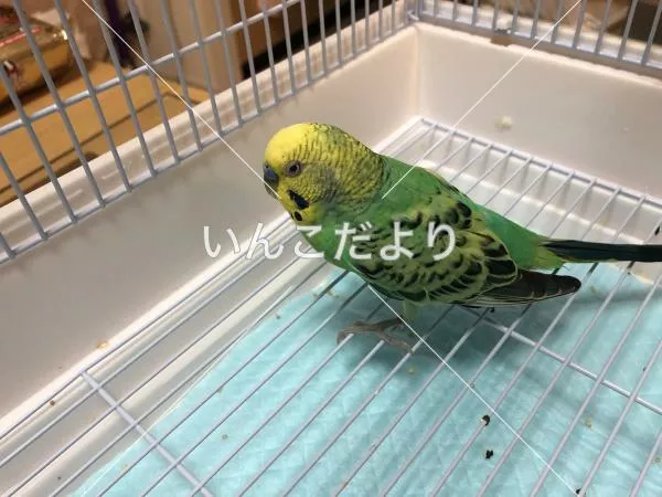 コメントの画像