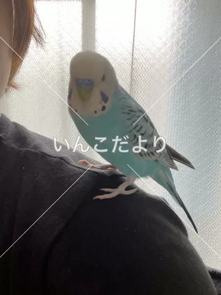 コメントの画像