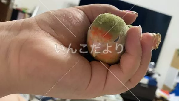 コメントの画像