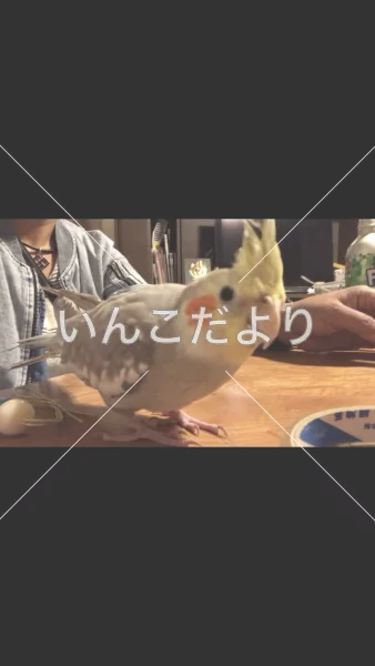 コメントの画像