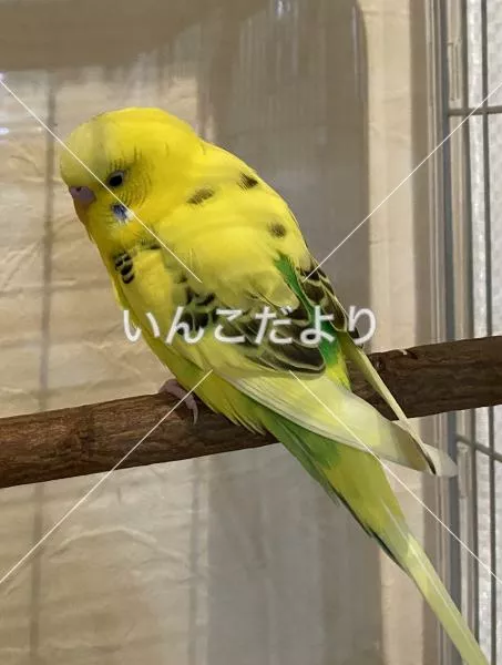 コメントの画像