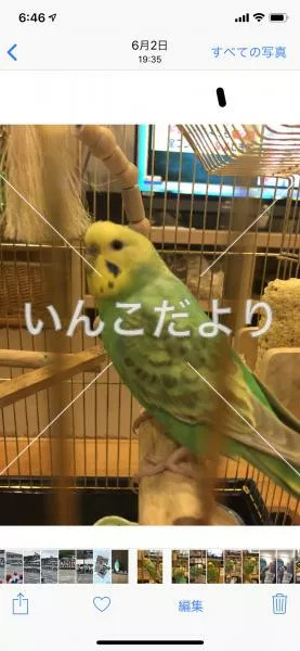 コメントの画像