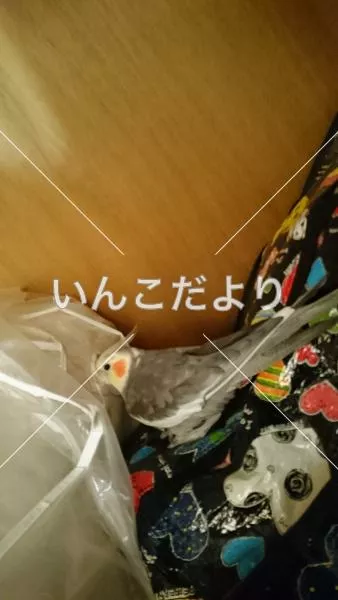 コメントの画像