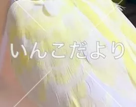 コメントの画像