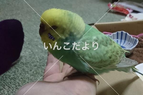 コメントの画像