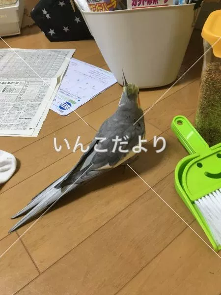 コメントの画像