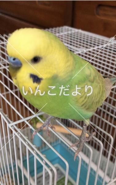 コメントの画像