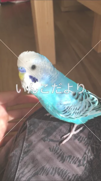 コメントの画像