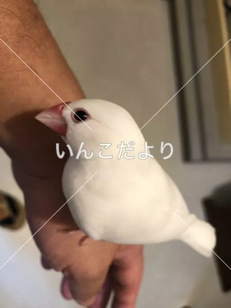 コメントの画像