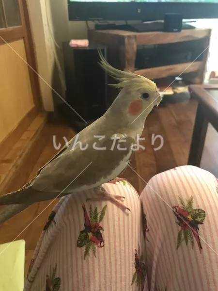 コメントの画像