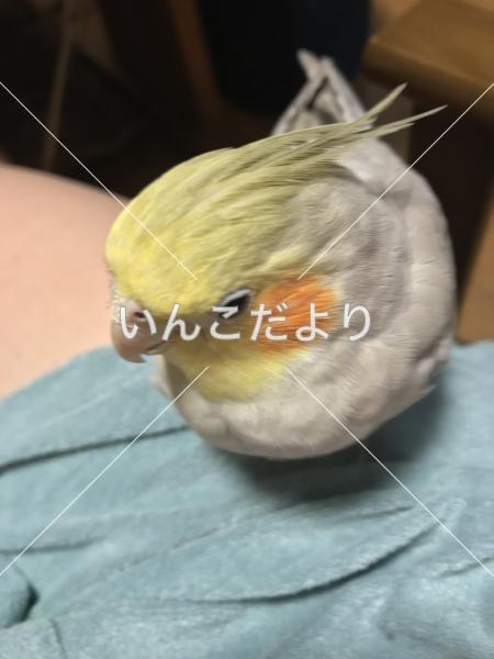 コメントの画像