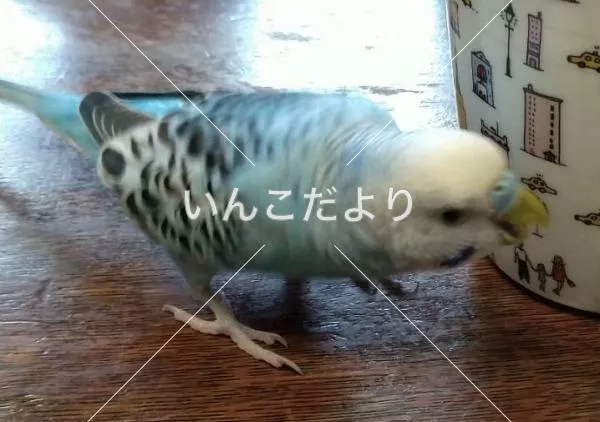 コメントの画像