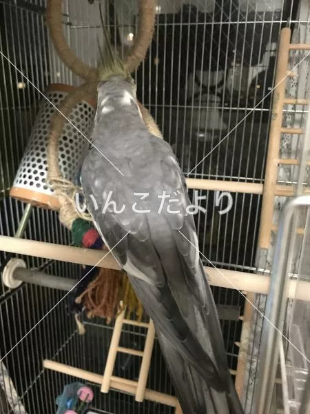 コメントの画像