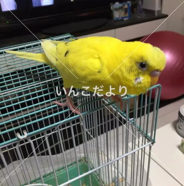 コメントの画像