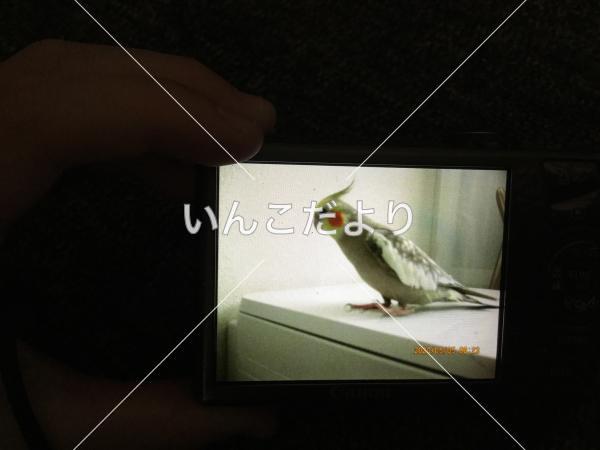 コメントの画像