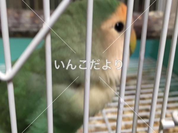 コメントの画像