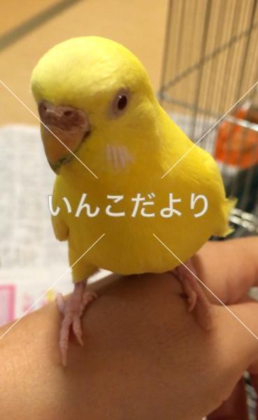 コメントの画像