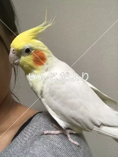 コメントの画像