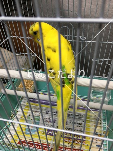 コメントの画像