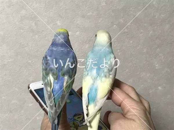 コメントの画像