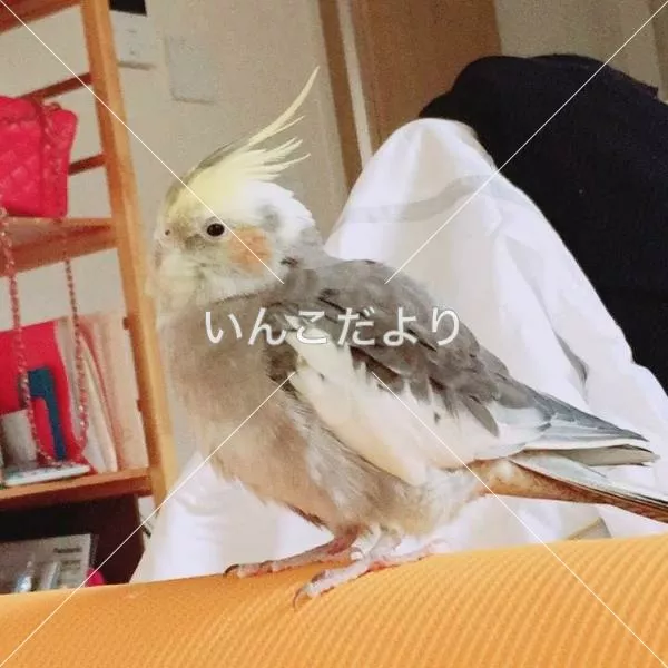 コメントの画像