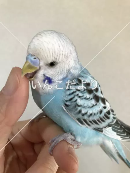 コメントの画像