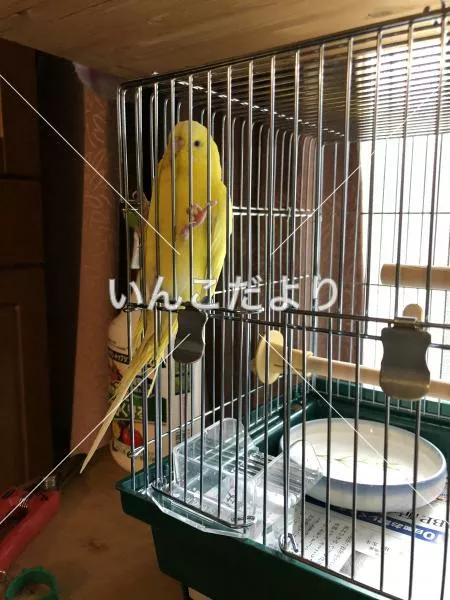 コメントの画像