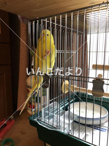コメントの画像