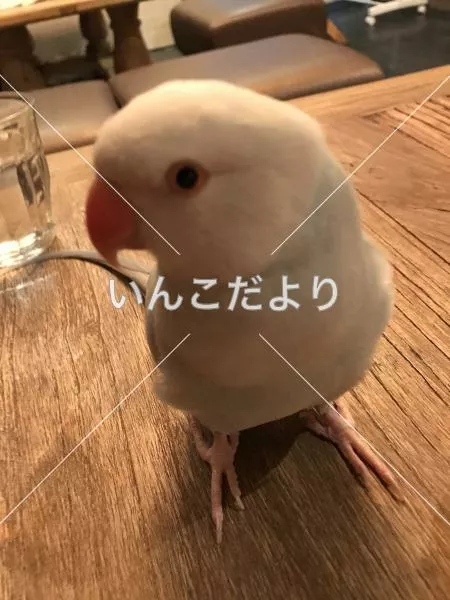 コメントの画像