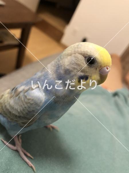 コメントの画像