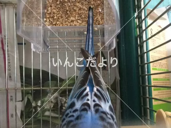 コメントの画像