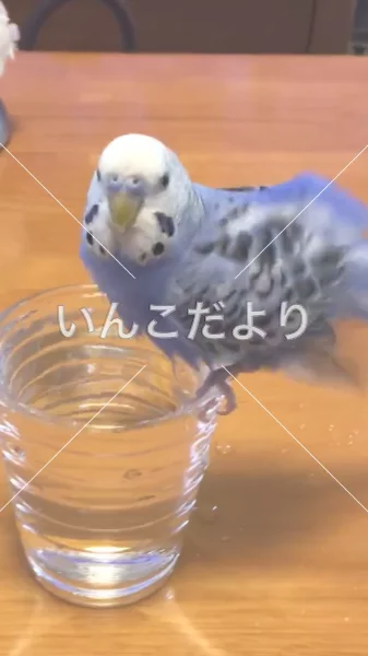 コメントの画像