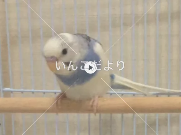 コメントの画像