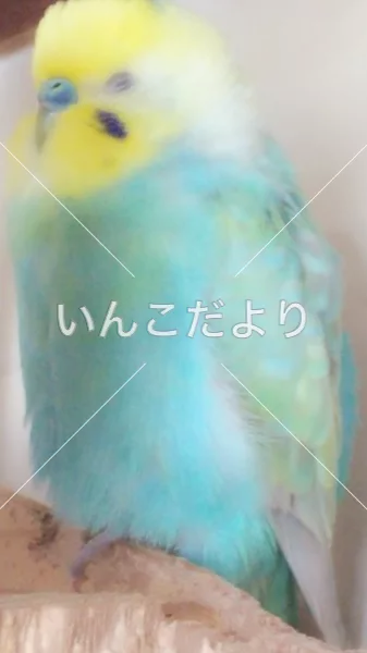 コメントの画像