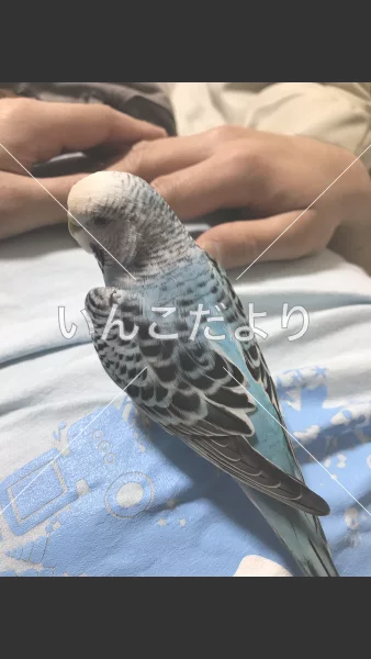 コメントの画像