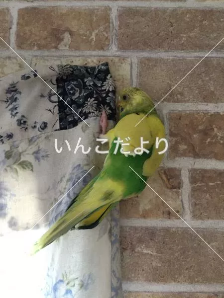 コメントの画像