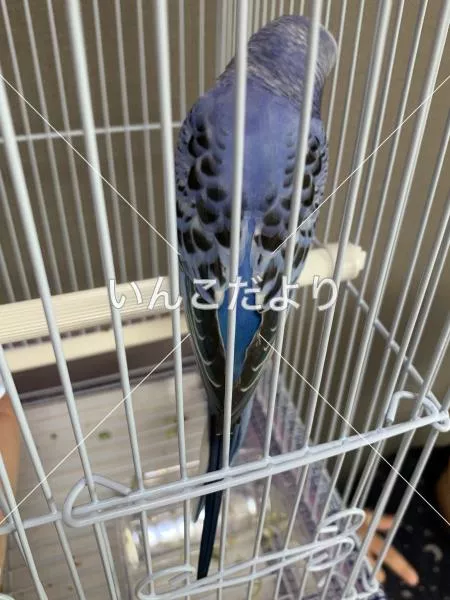 コメントの画像