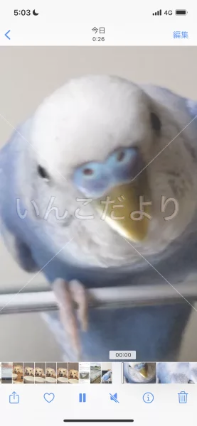 コメントの画像