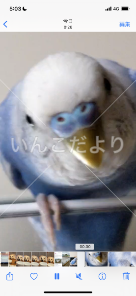 コメントの画像