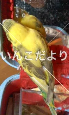 コメントの画像